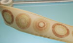 BORDURE ADHÉSIVE NATUREL BATIK CERCLES