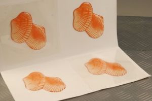 SET DI 4 AUTOADESIVE  CONCHIGLIE DEC-166438